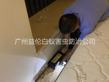 芳村家居白蚁灭治工程